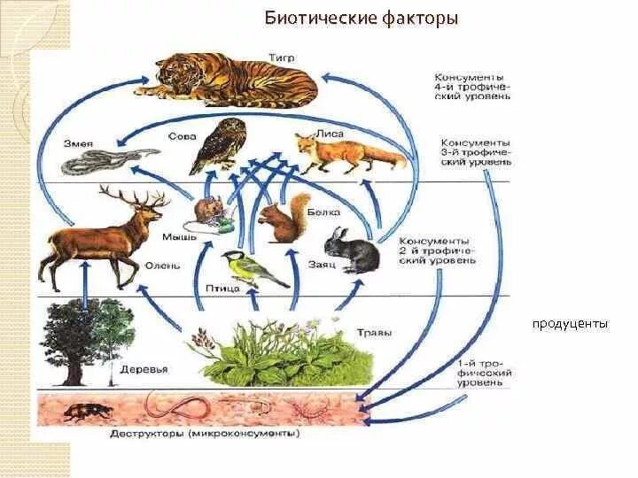 Ремонт цепей питания. Биотические факторы среды обитания. Биотические факторы среды это в биологии. Биотические факторы среды схема.