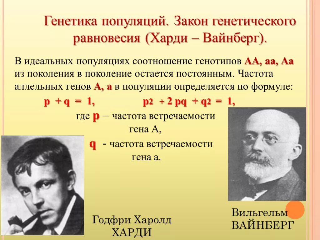 Частоты генов и генотипов. Генетика формула Харди Вайнберг. Харди Вайнберга портрет. Генетика популяций. Закон генетического равновесия популяций.