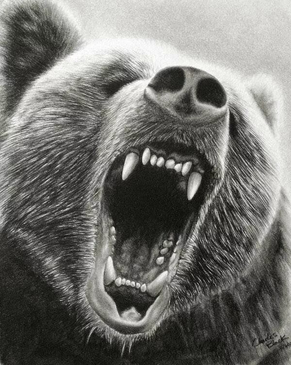 Bear s eye. Медведь Гризли. Оскал медведя. Медведь Татуировка эскиз. Морда медведя.