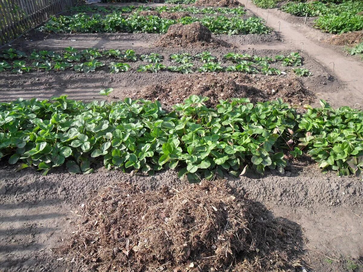 Лук огородный. Чеснок в огороде. Почему на грядке. Почему на грядке. Клубника и чеснок на одной грядке.