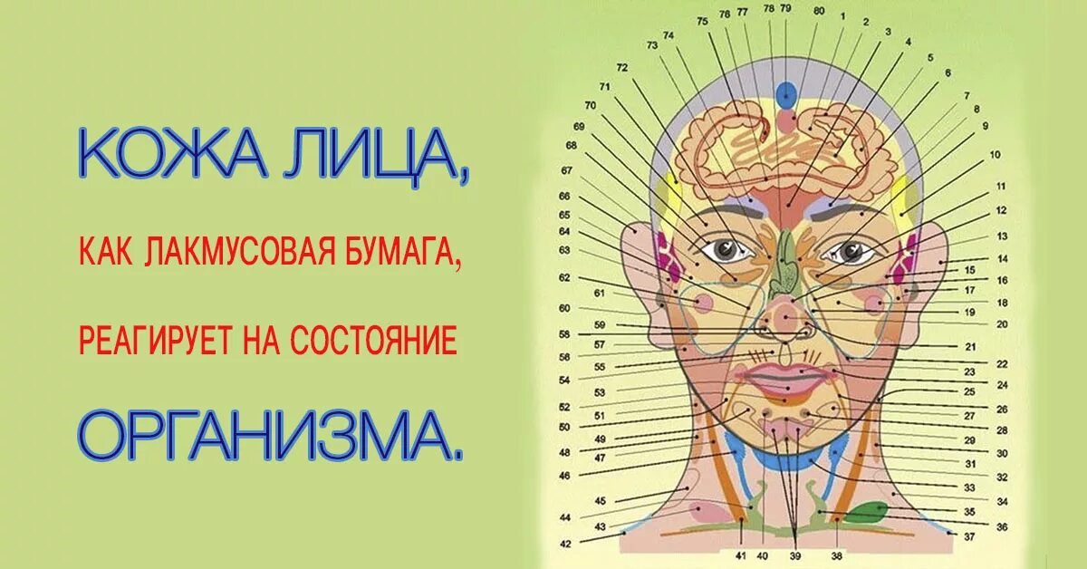 Прыщи на лбу какой орган у женщин. Проекционные зоны на лице. Карта прыщей на лице. Проекция внутренних органов на лице. Проекция болезней на лице.