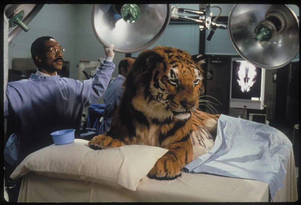 Tiger dr