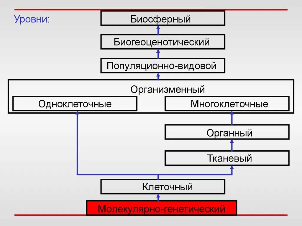 Биосферно биогеоценотический уровень организации. Организменный популяционно-видовой биогеоценотический. Популяционно-видовой, , биогеоценотический. Уровни клеточный популяционно-видовой , молекулярный. Биосферный клеточный биогеоценотический организменный.