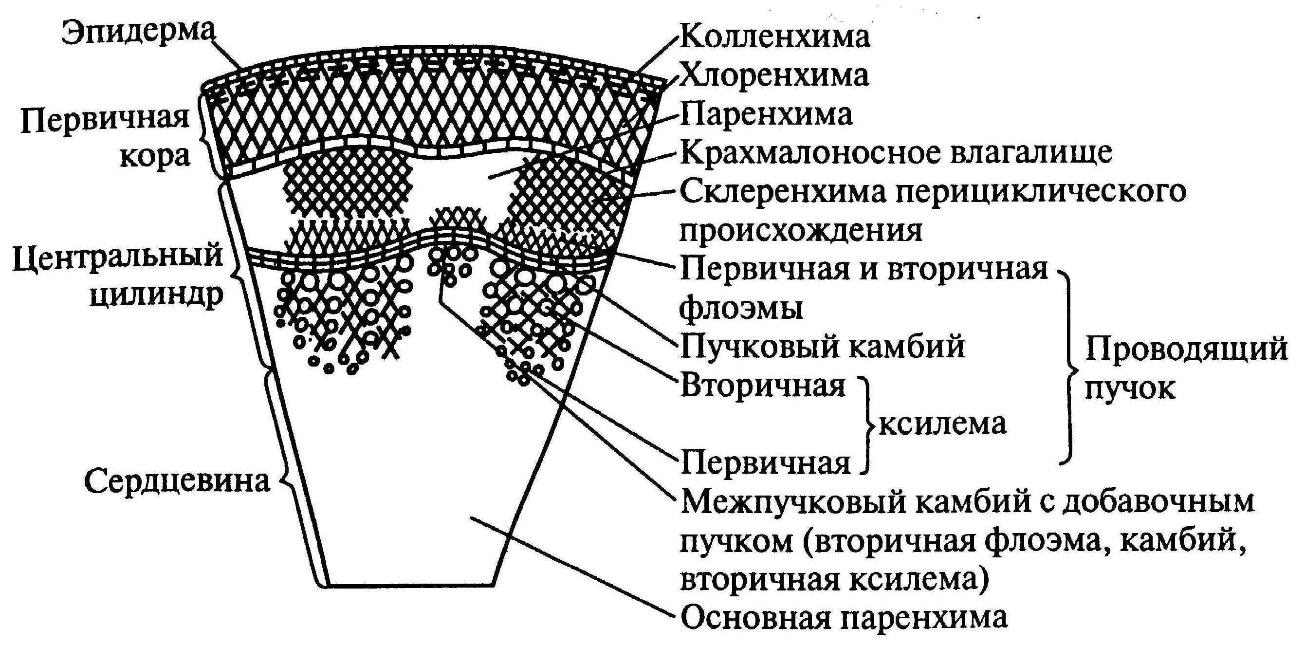 Однодольные растения ткани. Внутреннее строение стебля однодольных растений. Внутреннее строение стебля двудольных растений. Схема строения стебля двудольного растения. Строение стебля однодольного травянистого растения.