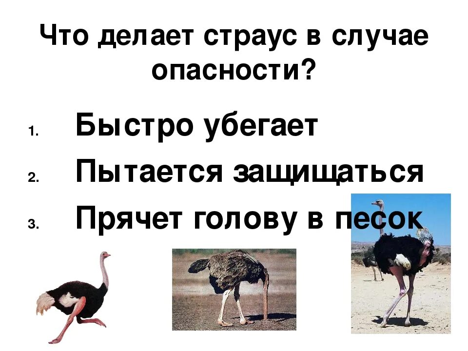 Страус прячет голову в песок. Страус голову в песок. Страусы прячут голову в песок от страха. Прячут ли Страусы голову в песок. Страус согласные звуки