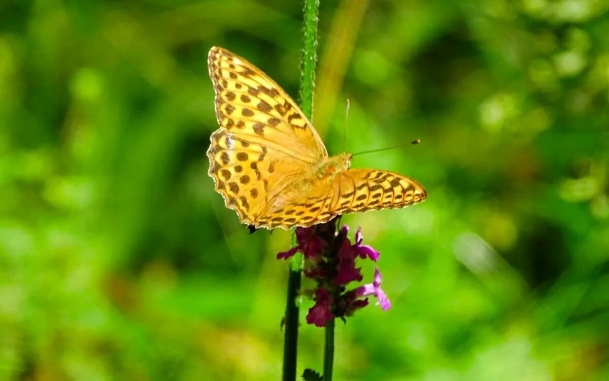 Бабочка перламутровка фото. Бабочки владимира. Лондонский зоопарк насекомые. Бабочка коричневая с оранжевыми полосками. Коричневая бабочка на луке декоративном.