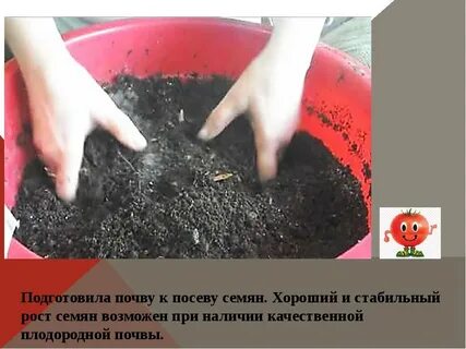 Обработка семян помидоров перед посадкой на рассаду