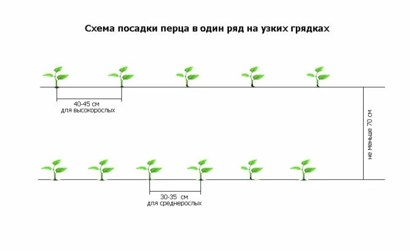 Как посадить голос. Схема посадки перцев в открытый грунт рассадой. Схема высадки рассады перца в открытый грунт. Схема посадки томатов в открытый грунт рассадой. Высадка рассады помидор в открытый грунт схема посадки.