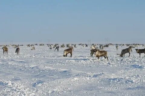 Зима и лето в тундре