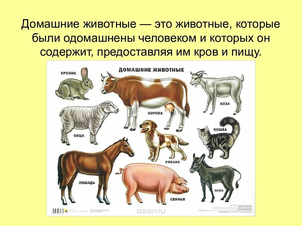 Домашнее млекопитающее виды