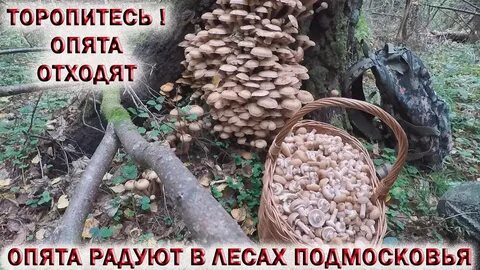 Грибники подмосковья 2023 год