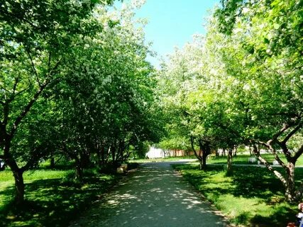 Яблоневая аллея сыктывкар