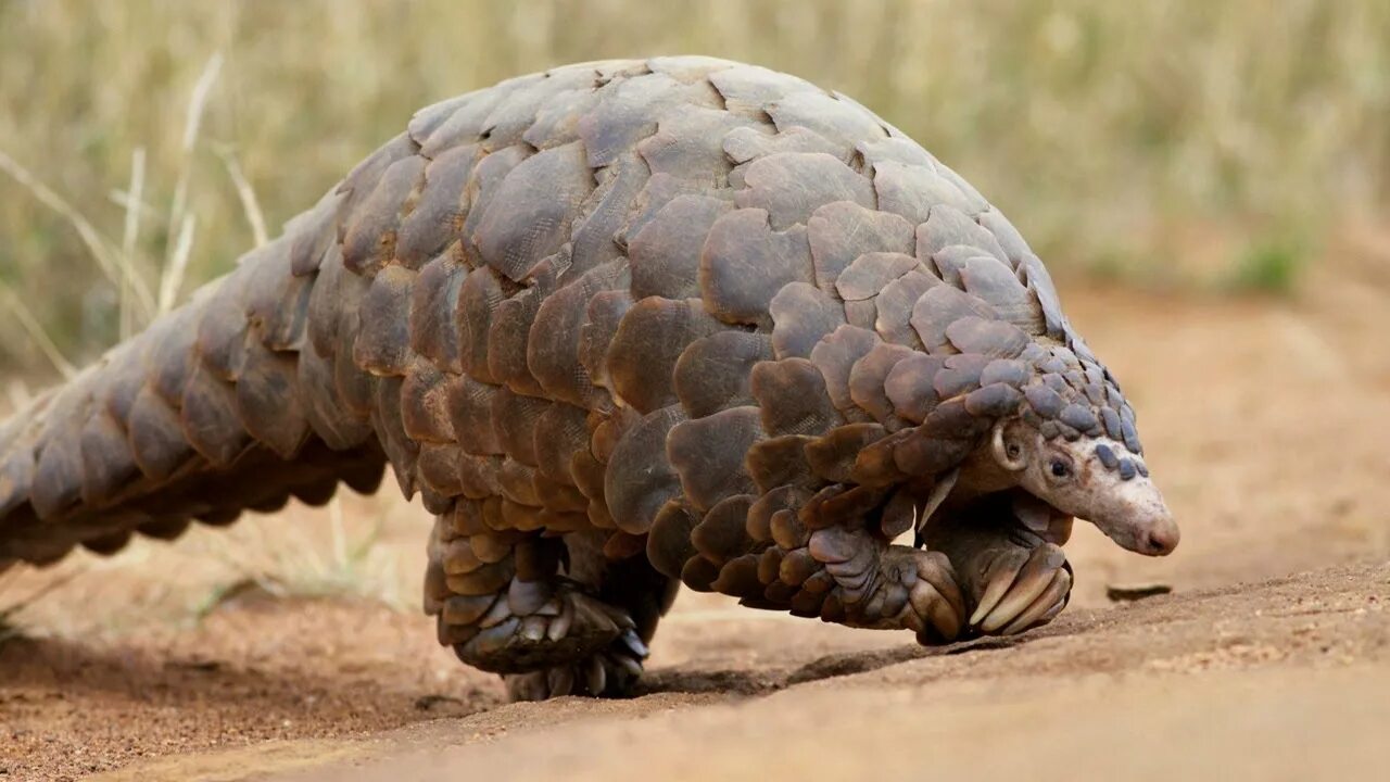 Какое животное самое сильное на планете. Ящер панголин броненосец. животное коронавирус панголин. степной ящер панголин. африканский панголин.