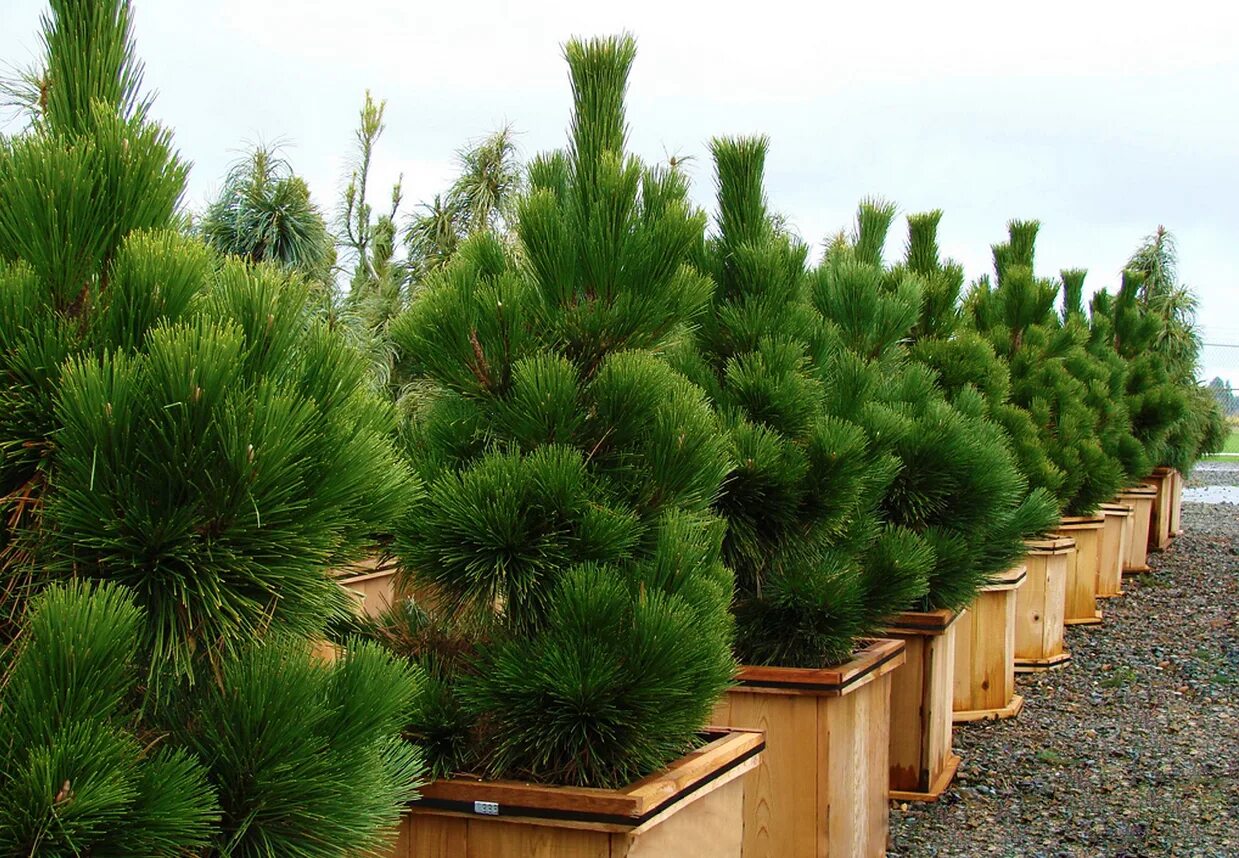 Питомник дача. Сосна Тунберга. Pinus nigra. Сосна Тунберга (Pinus thunbergii Thunderhead. Pinus nigra Brepo.