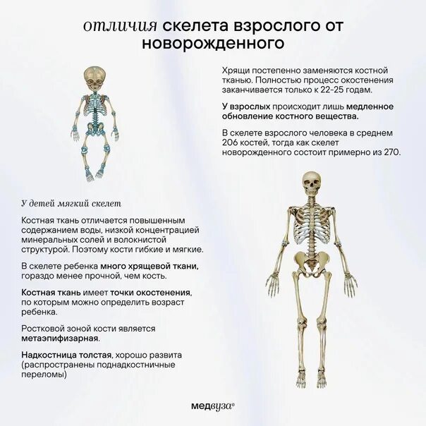 Чем ребенок отличается от взрослого. Скелет взрослого и ребенка. , Кклет взрослого человека и ребенка. Скелет ребенка отличается от скелета взрослого человека.