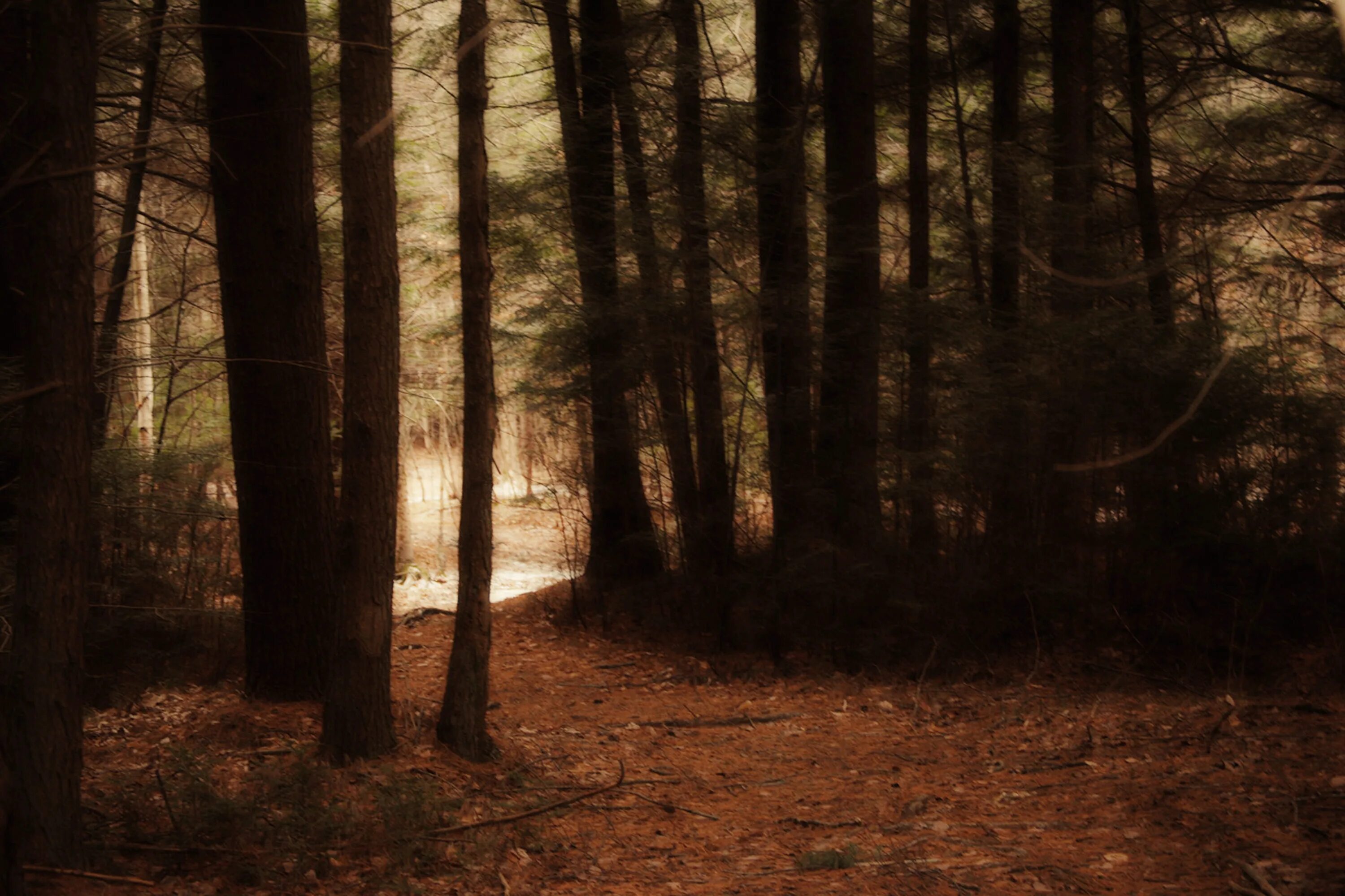Mysterious video. Mystery wood. thaddeus’ mysterious woods. wise mystery wood. mysterious pictures.