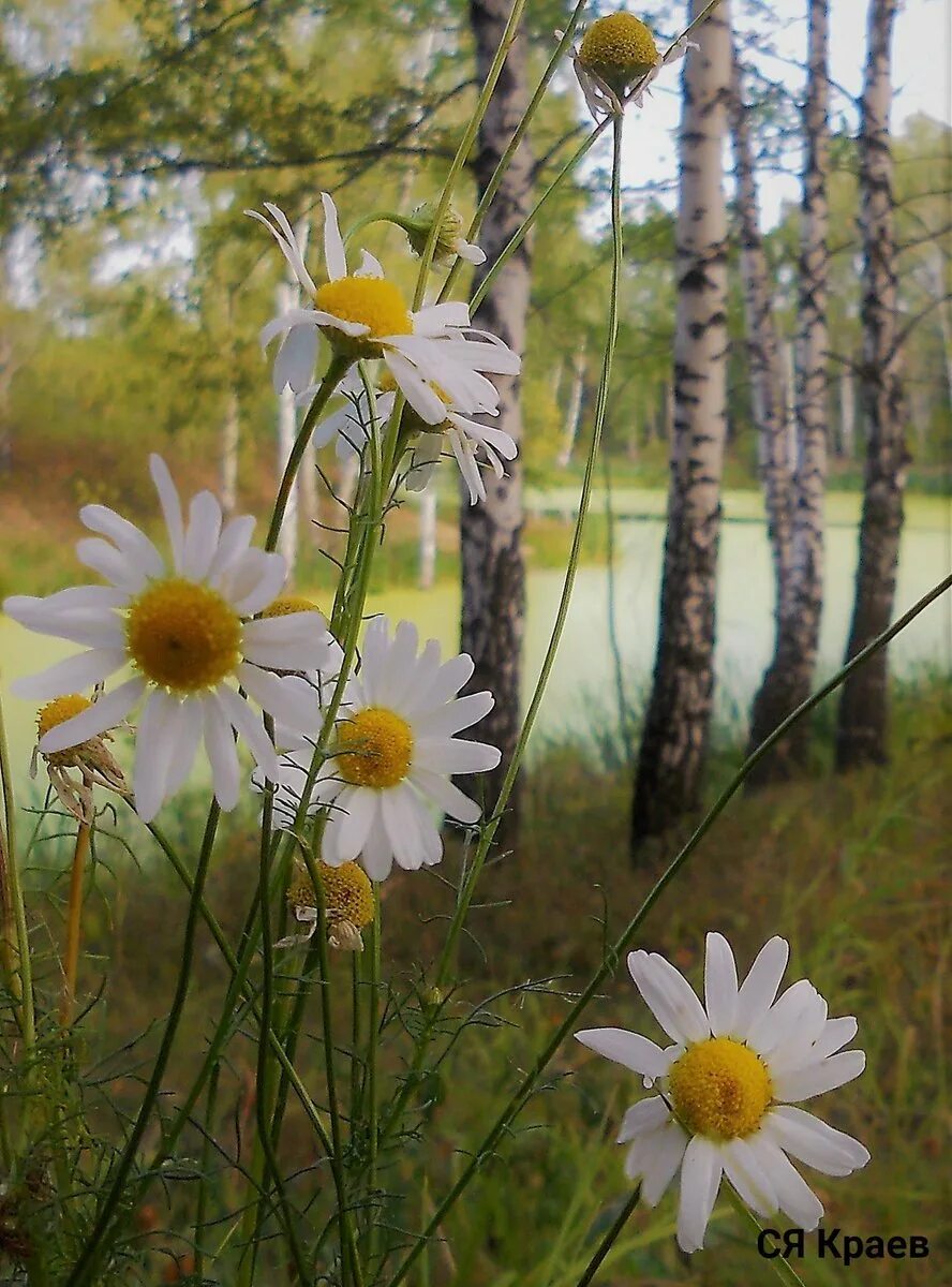 Песня где ромашка