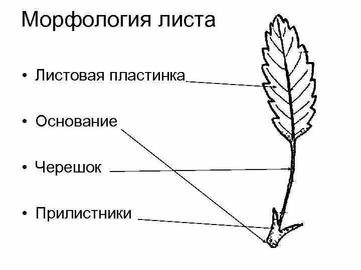 Легкий основные части. Морфология листа прилистники. Морфология листовой пластинки черешка прилистников. Морфология листа прилистники растений. Внешнее строение листа морфология.