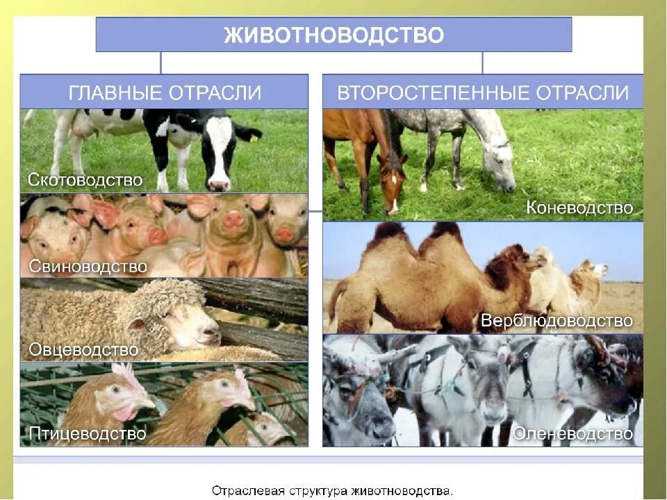 4 основные отрасли животноводства. Скотоводство и свиноводство и коневодство. отрасли скотоводства в россии. типы животноводства. главные отрасли животноводства.