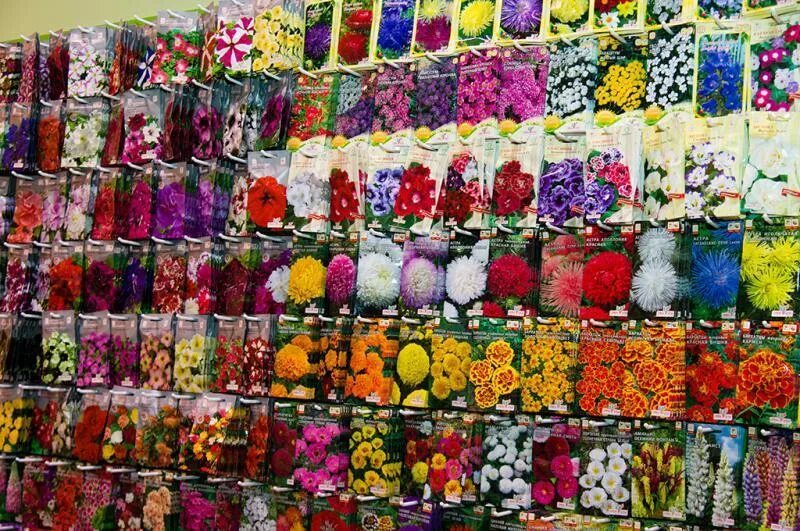 Сайт семена оптом. Витрина для семян. Оптовые магазины семян в Москве. Разноцветные цветы семена Китай. Семена Алтая цветы.