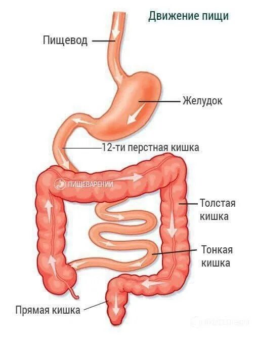 Пищевод кишечник. Движение пищи по кишечнику человека схема. Схема передвижения пищи по пищеварительному тракту. Анатомия пищевода и желудка 12 перстной. Желудок и тонкая кишка анатомия.