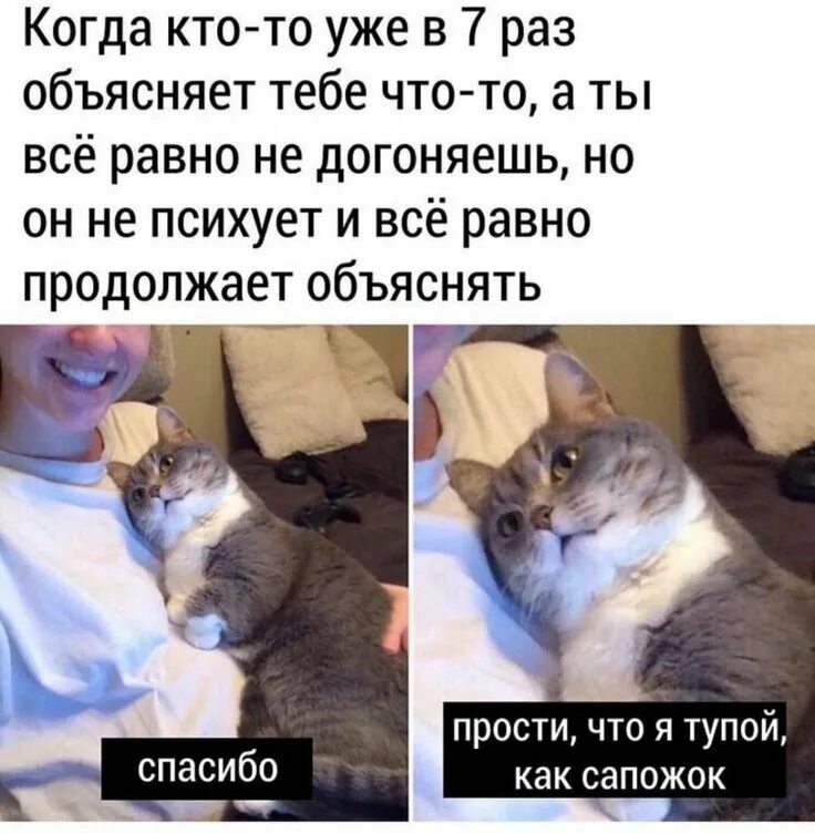 Тупые мемы с котами Handicapped-Cat-Rexie-The-Handicat-Dasha-Minaeva Cute cats, Silly cats, Funny ca