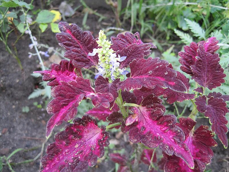 Колеус блэк драгон. Колеус дрэгон блэк. колеус блэк дракон. ‘black dragon’ coleus колеус. колеус блюме блэк драгон.
