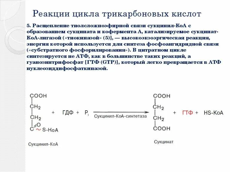 Пятерка реакции. Реакции субстратного фосфорилирования цикла трикарбоновых кислот. Цикл трикарбоновых кислот реакции. Реакции цикла трикарбоновыхкислоткатализируют:. 1 Реакция ЦТК.