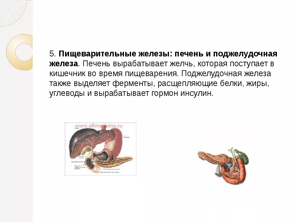 Роль печени и поджелудочной железы. Пищеварительные железы печень функции. Функциональная анатомия больших пищеварительных желез. Роль поджелудочной железы печени и кишечных желез в пищеварении. Строение и функции пищеварительных желез