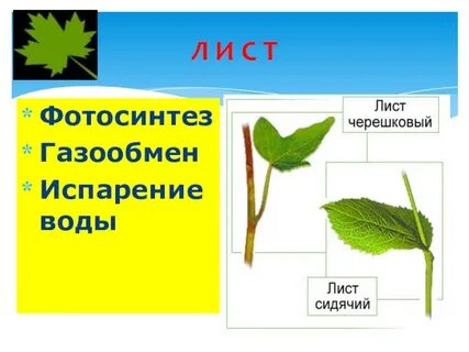 Функции листа фотосинтез