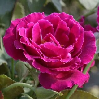 Rose hero