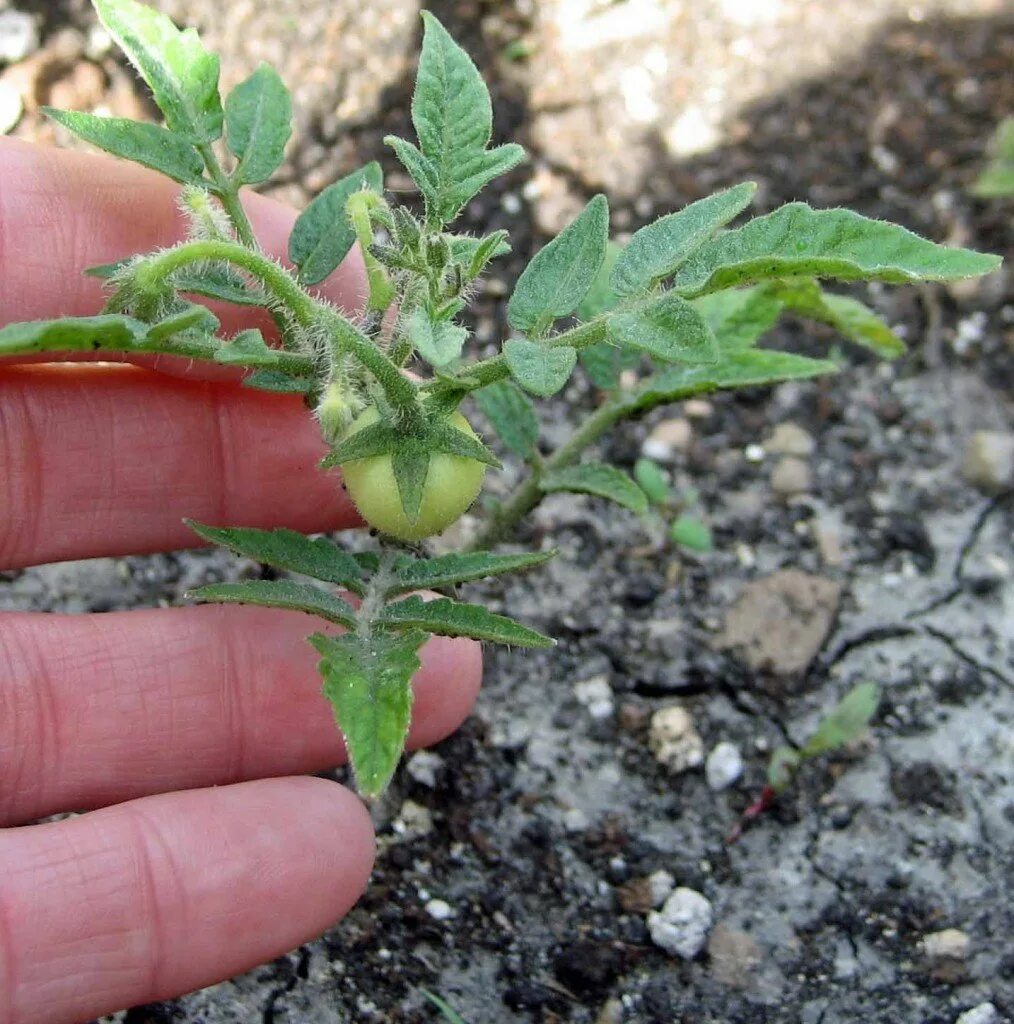 За сколько вырастают помидоры. Томат Касамори. Росток помидора. Рассада помидоров ростки. Проросток томата.