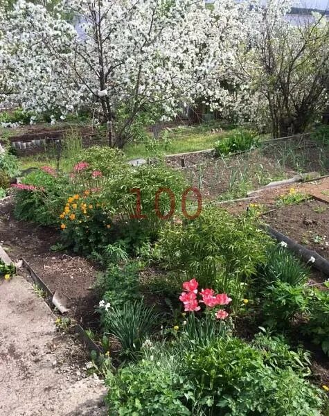 Садовые товарищества в кыштыме. Купить сад строители в кыштыме 1 500 000. Кыштым дача. Кыштым снт дальняя дача. Снт альбатрос раменский.