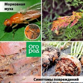 Морковная муха методы