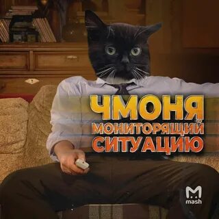 Последний день кота