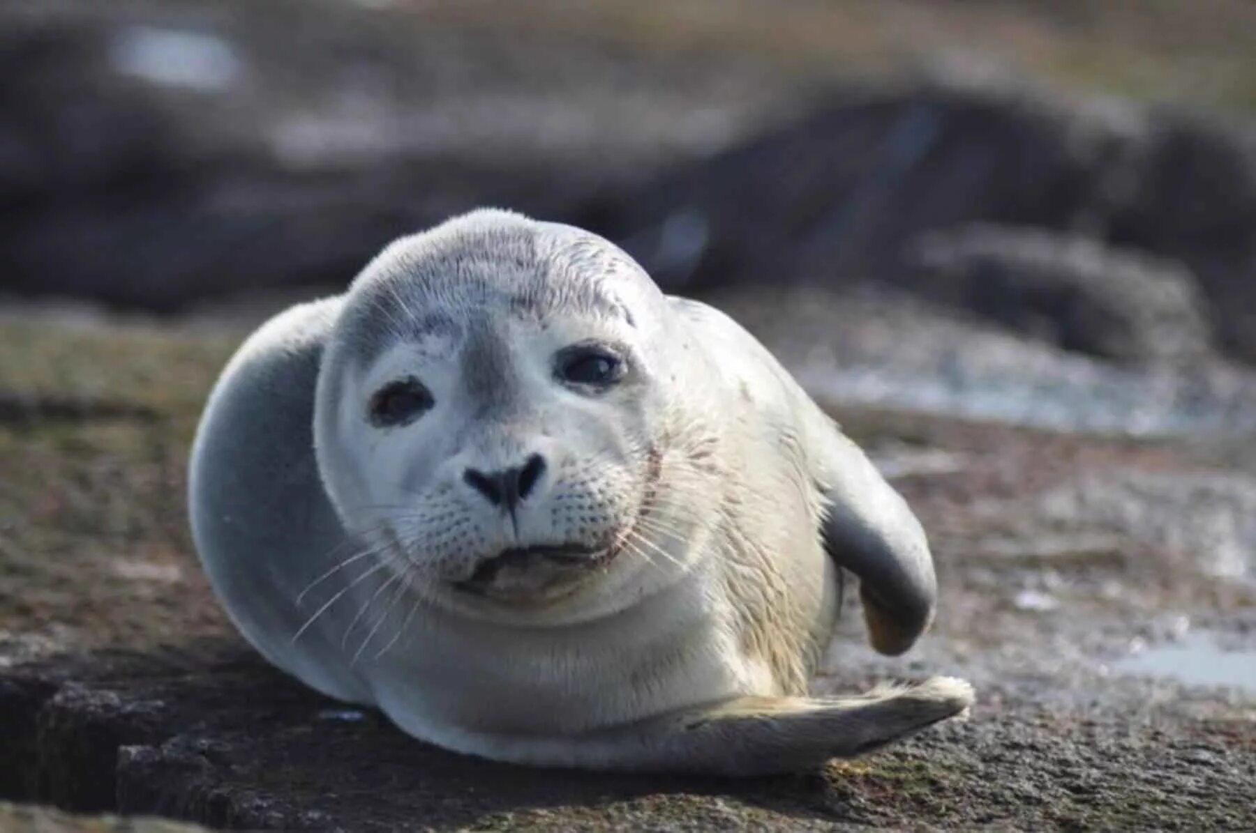 Seal&#039;s