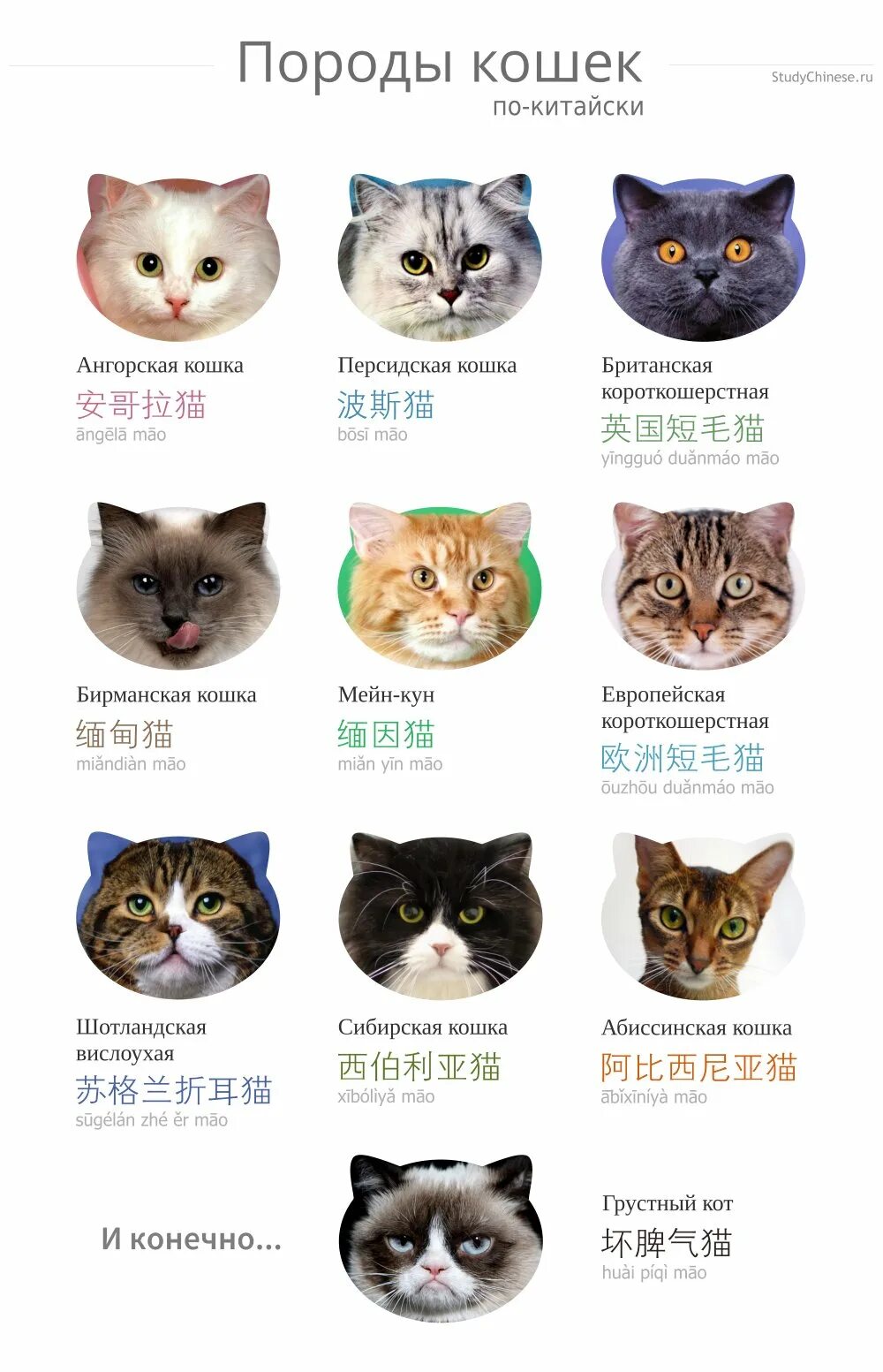 Оцикет мраморный. Коты название страны. Название породистых кошек. Бенгал стандарт породы. Как зовут котов в разных странах мира.