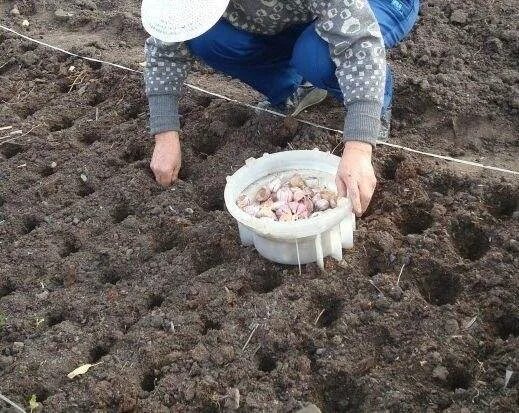 Посадка чеснока под зиму. Посадка чеснока подмосковье. Посадка чеснока подмосковье. Посадка чеснока подмосковье. Посадка чеснока на зиму.