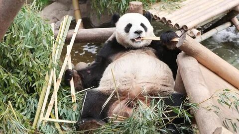 Pandas how