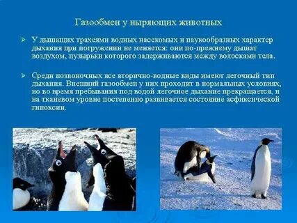 Газообмен животных