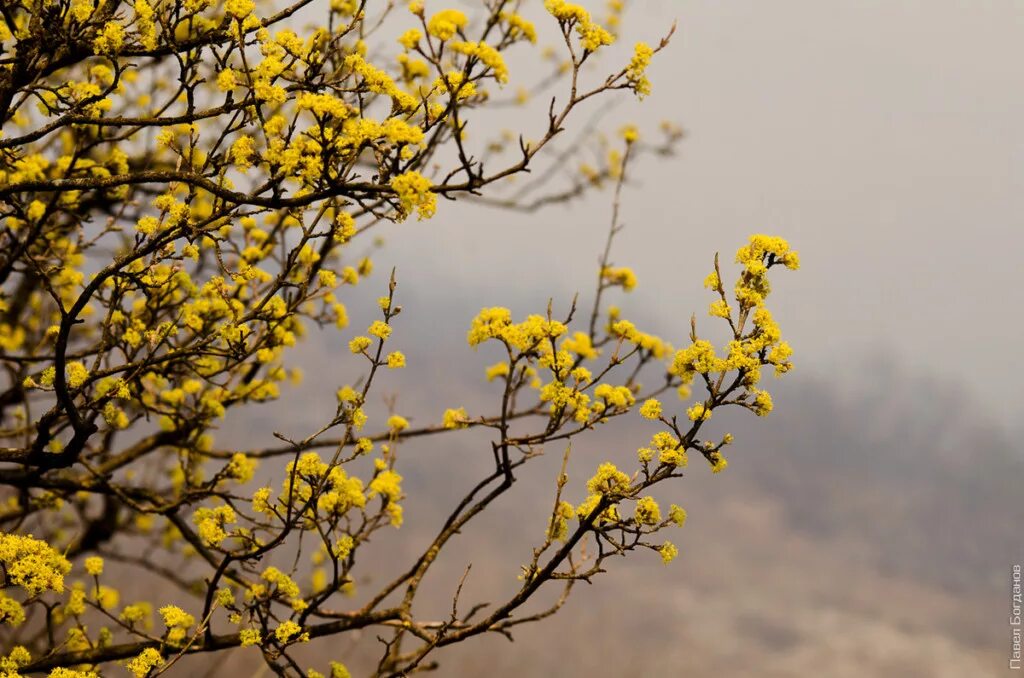 кизил крымский цветы. кизил обыкновенный цветение. кизил цветет желтыми цветами. кизил цветение. кизил (cornus).