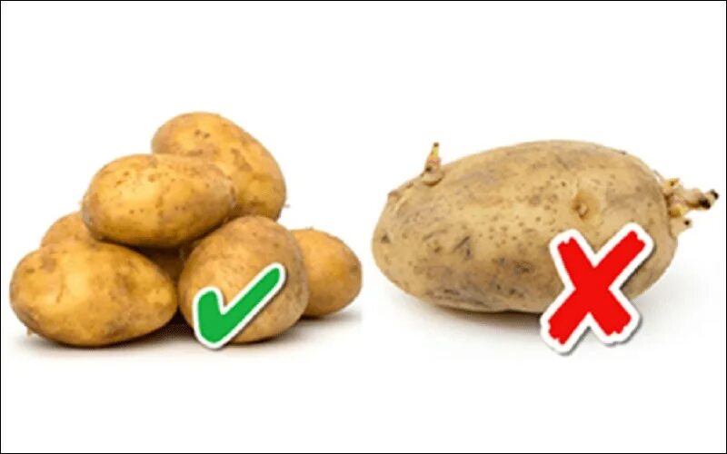Poisonous potato update. Ядовитый картофель. Ядовитая картошка. Картофель с зеленой кожурой. Яд в картошке.