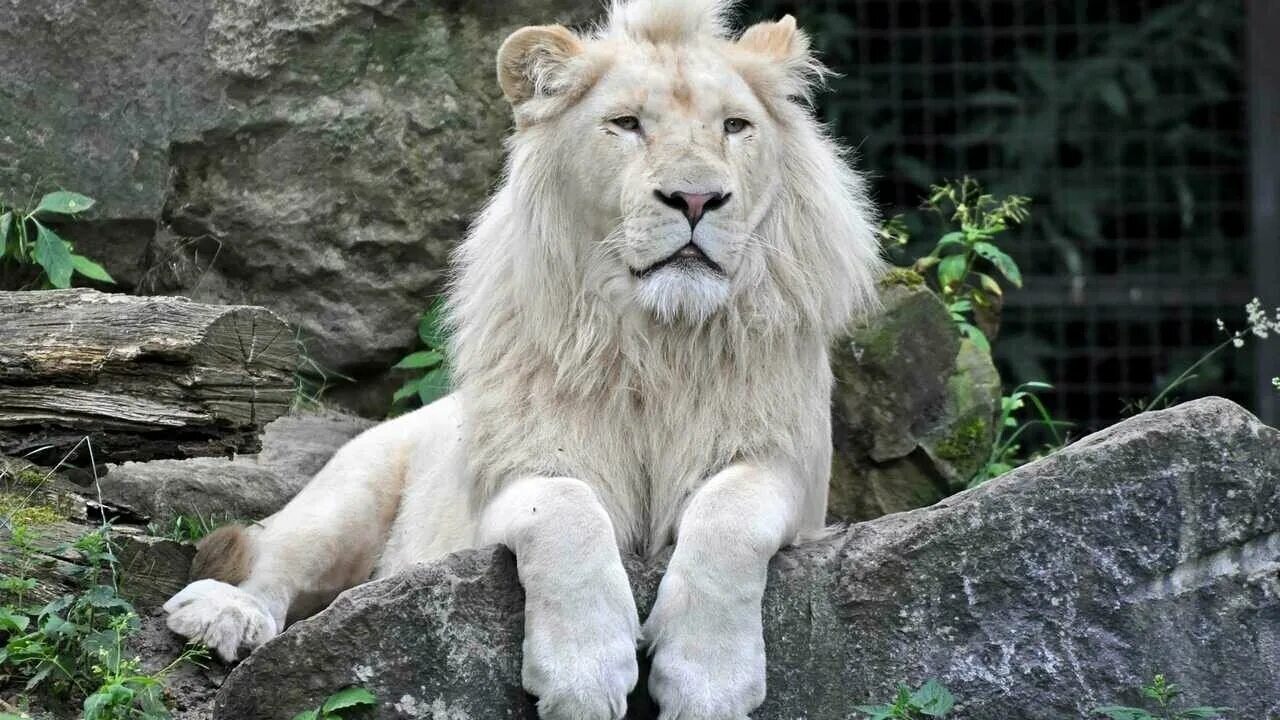 10 популярных идей на тему "white lion" для вдохновения