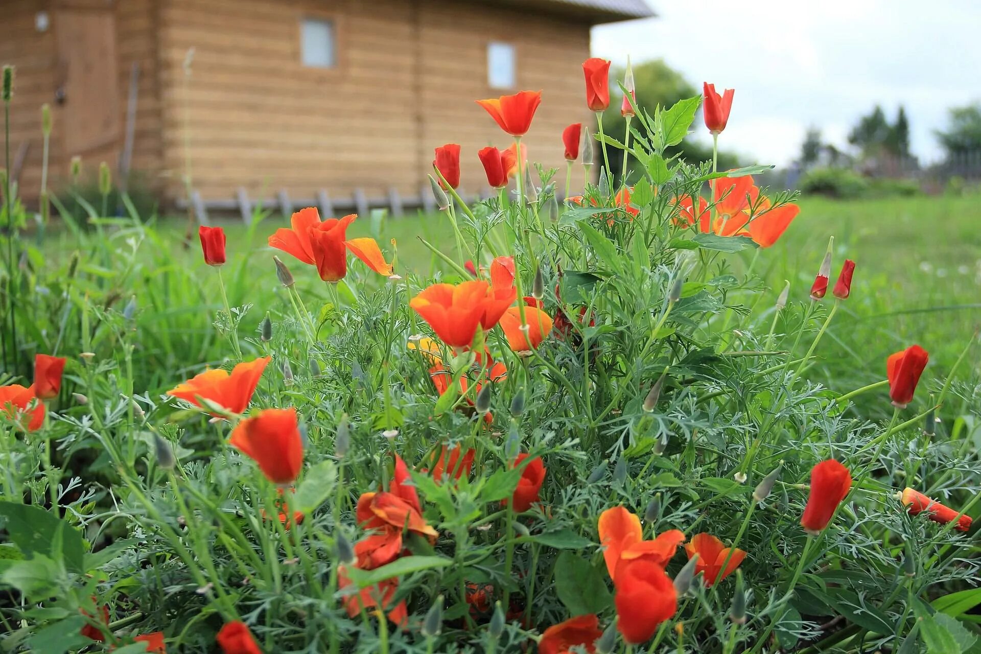 Мак декоративный папавер. Маки на садовом участке. Маки на садовом участке. Маки на садовом участке. Мак декоративный многолетний.