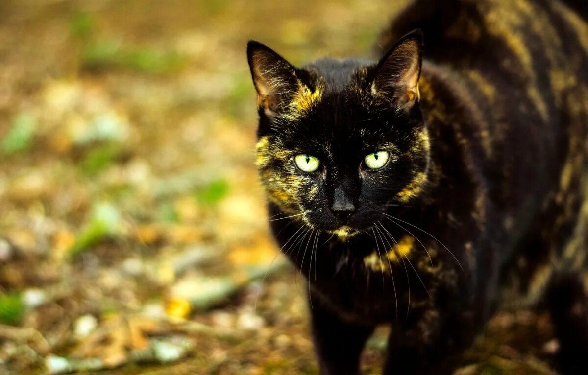 Крапчатый бурый кот. Бурая черепаховая кошка. Крапчатый черный кот. Черная кошка. Кошка черная с рыжими пятнами порода