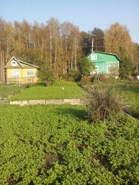 Снт борок великие луки. Борок нижегородская область. Снт борок великие луки. Архангельск снт калинушка 11 линия 644 дом. Снт борок великие луки.