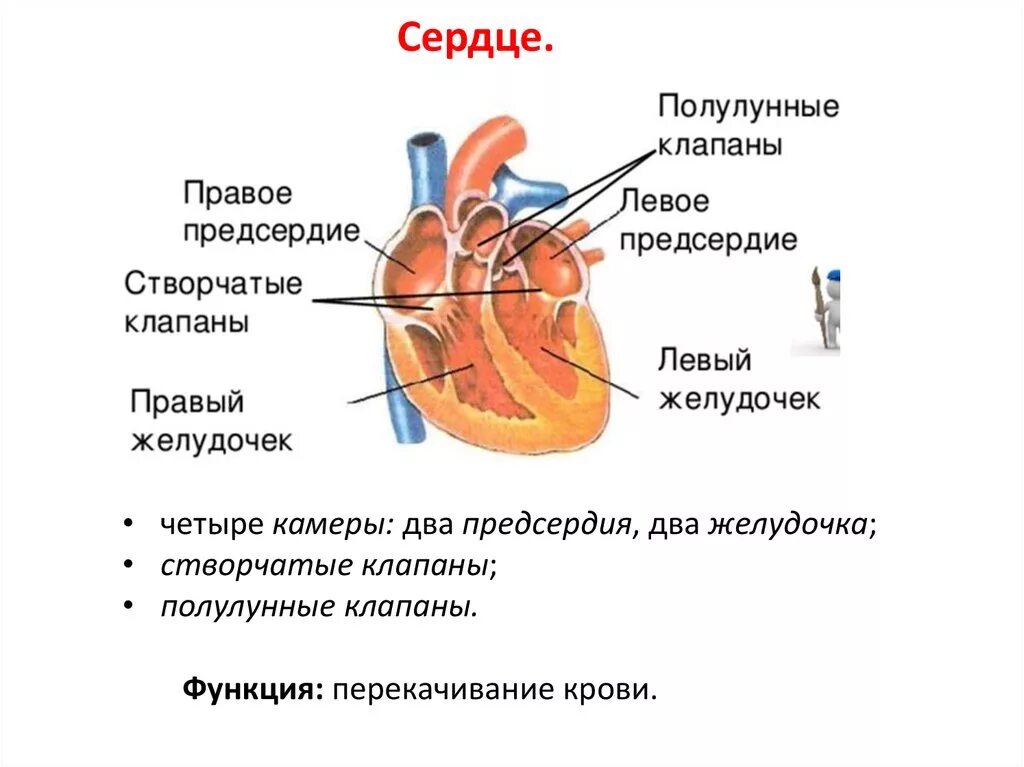 Где предсердие. Строение сердца полулунные клапаны. Полулунный клапан анатомия сердца-. Створчатые клапаны в сердце расположены. Где створчатые и полулунные клапаны.