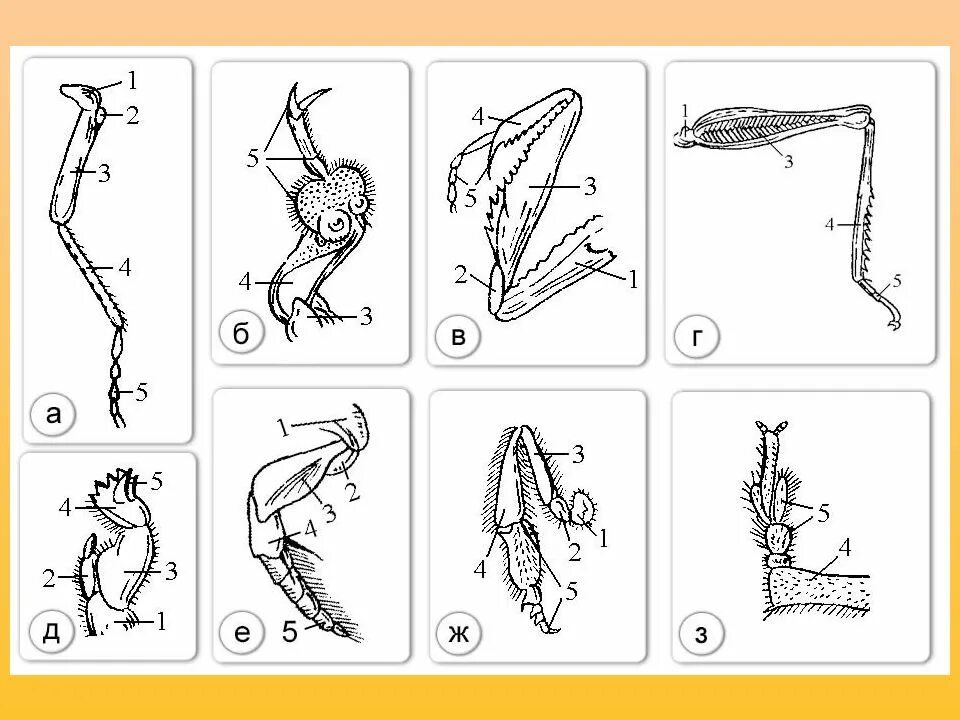 Типы ходильных конечностей насекомых. Строение конечностей насекомых. Богомол Тип конечностей. Строение ноги бегательного типа насекомого. Конечности пчелы и кузнечика ласты дельфина