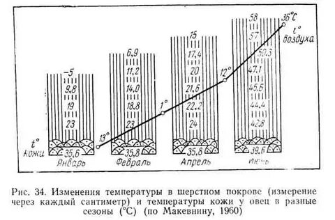 Температура овец