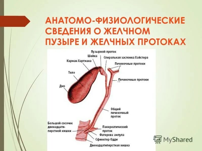 Анатомо-физиологические сведения о желчном пузыре и желчных протоках. Дисхолия желчного. Дисхалегя желчного пузыря. Дисхолия желчного пузыря что это такое.